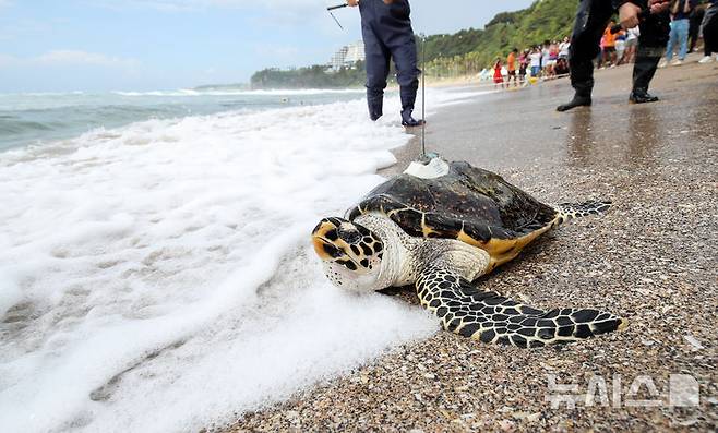 [서귀포=뉴시스] 우장호 기자 = 28일 오전 제주 서귀포시 중문 색달해변에서 해양수산부 주최로 바다거북 자연방류 행사가 열리고 있다. 바다거북은 전세계적으로 개체 수가 감소되고 있으며, 종(種) 모두가 세계자연보전연맹(IUCN)의 멸종위기목록에 등재돼 있다. 2024.08.28. woo1223@newsis.com