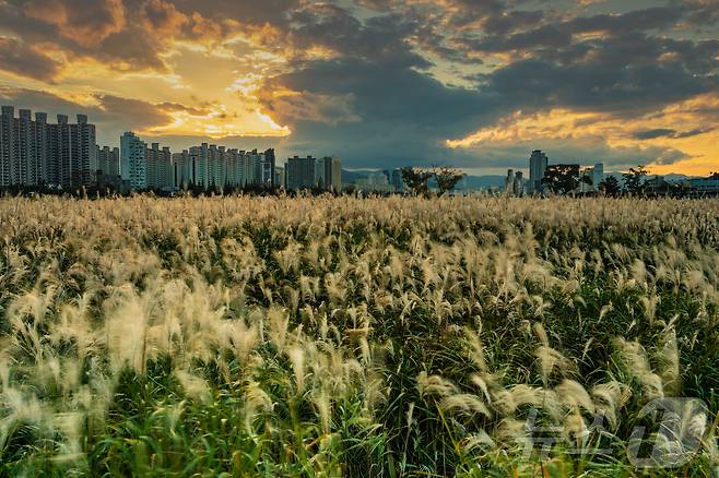 북구12경 명촌억새군락지 전경.(북구청 제공)