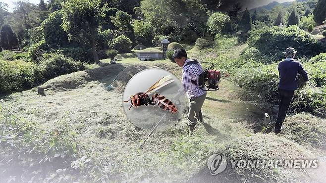 벌초 기간 벌 쏘임 주의 [연합뉴스TV 제공]