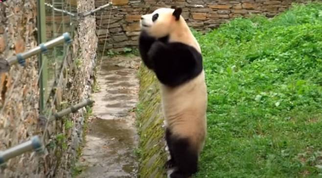 중국 쓰촨성 선수핑기지에 머물고 있는 자이언트 판다 푸바오가 관람객들을 향해 일어 서서 두 손을 모으고 있다. /더우인