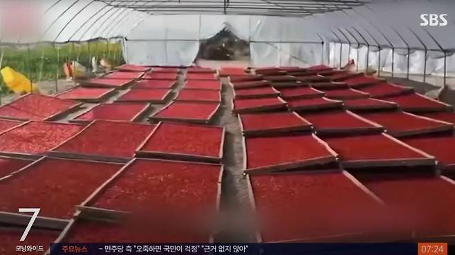 중국에서 공업용 아황산을 이용해 구기자 색을 낸다는 사실이 밝혀졌다./사진=SBS 뉴스 캡처