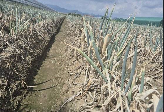 올해 폭염이 극심한 가운데 부산 강서구 강동동의 한 밭에 대파가 메말라 있다. 김민주 기자