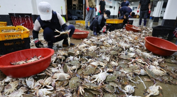 Fishermen sort crabs ahead of the auction at the Incheon Suhyup Fish Market in Jung-gu, Incheon, on the morning of September 2nd, marking the start of the peak autumn crab season.