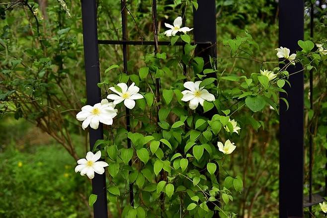 큰꽃으아리 [국립수목원 제공. 재판매 및 DB 금지]