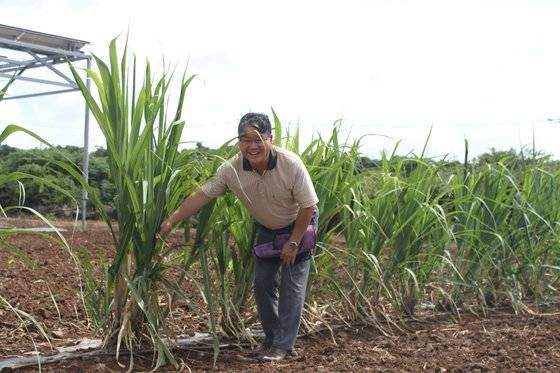 지난달 21일 제주시 한림읍의 서부농업기술센터에서 현대양 농촌지도사가 열대성 작물인 사탕수수의 노지 재배에 대해 설명하고 있다. 주정완 기자