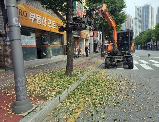 은행나무 열매 채취 [춘천시 제공.재판매 및 DB 금지]