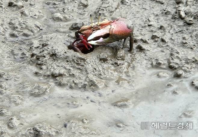 6일 벌교 갯벌에 붉은발농게 한 마리가 먹이 활동을 하고 있다. /박대성 기자.