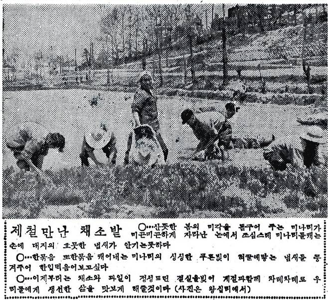 왕십리 미나리는 광복 후 한동안 여전히 흥성했다. 조선일보 1958년4월29일자에 소개된 왕십리 미나리.