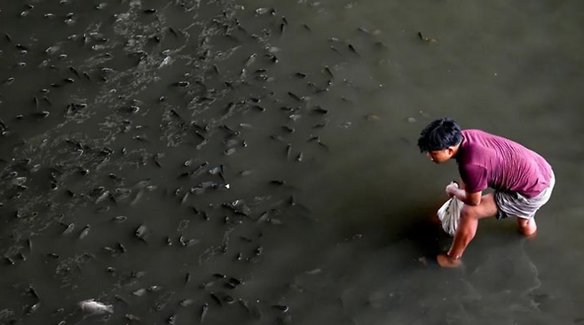 태국의 한 하천에 외래종 물고기 '블랙친 틸라피아' 수십 마리가 헤엄치는 모습. 사진=BBC