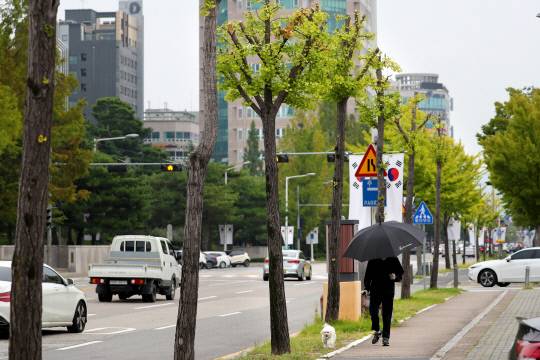 9일 대전 서구 탄방동의 한 도로변 은행나무 가로수 가지 일부가 잘려져 있다. 김영태 기자
