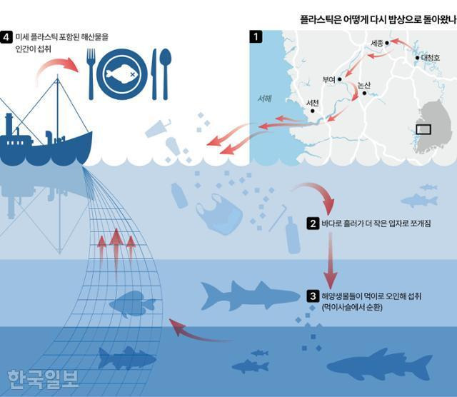 '추적 : 지옥이 된 바다' 8월 14일 자 기사 '오늘 먹은 갈치조림, 5g당 플라스틱 27개도 함께 먹었다' 중 플라스틱이 해양생물 먹이사슬을 거쳐 다시 사람 밥상으로 돌아오는 과정을 보여주는 그래픽.