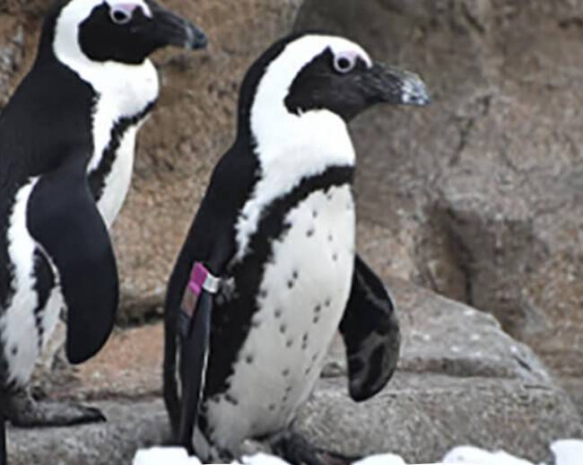 자손 230마리를 남겨 멸종 위기에 빠진 아프리카펭귄 종을 구한 펭귄 '미스터 그리디'(아프리카펭귄 821호·사진 오른쪽)가 생을 마감했다. /사진=메릴랜드 동물원 홈페이지 캡처