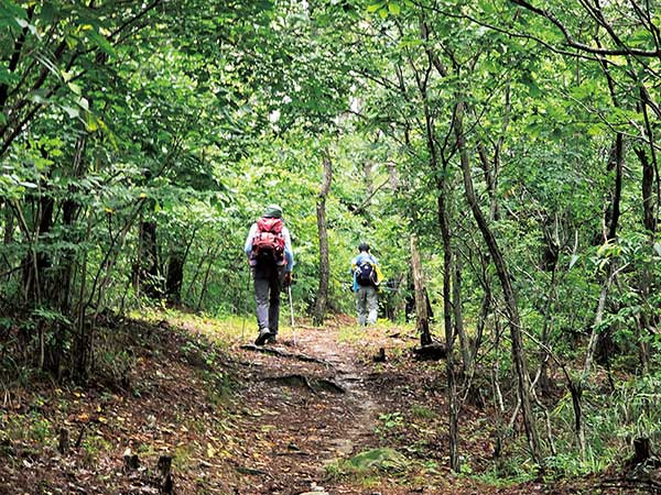 산수곡 코스 초입의 산책로 같은 숲길.