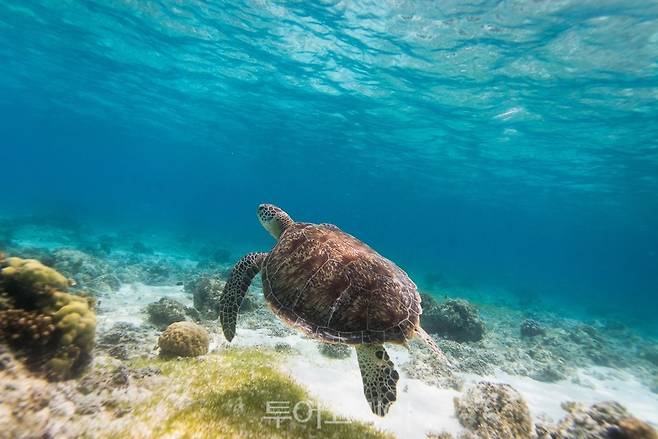 보홀 발리카삭 호핑투어/사진-필리핀관광부