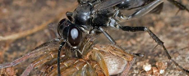 기생벌의 한 종류인 대모벌이 거미를 번식 숙주로 삼기 위해 사냥하고 있다./Missouri Department of Conservation