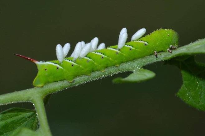 박각시나방 몸을 파먹고 자란 고치벌의 애벌레가 번데기가 돼 우화를 앞두고 있다./Southern Piedmont Nature History Facebook