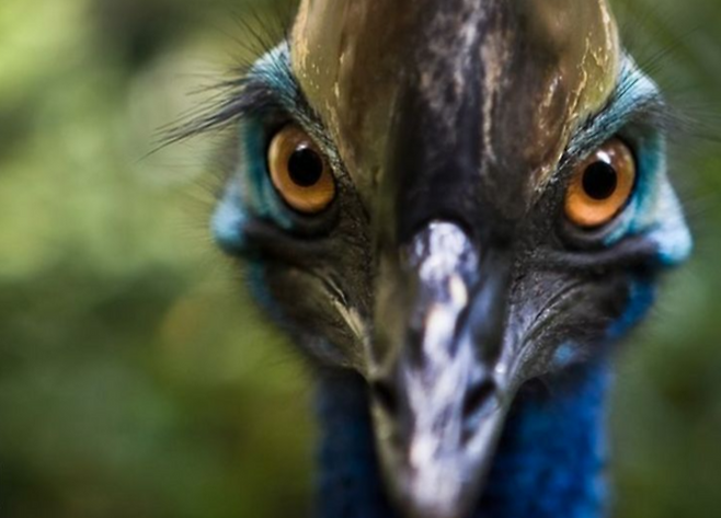 ‘세계에서 가장 위험한 새’로 불리는 화식조 새끼가 영국의 한 조류 공원에서 부화돼 화제다. [사진출처 = BBC]