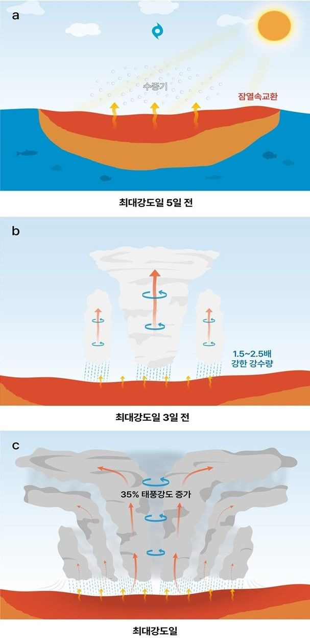 [부산=뉴시스] 고수온이 태풍을 강화하는 메커니즘 도식도 (그림=한국해양과학기술원 제공) 2024.09.10. photo@newsis.com *재판매 및 DB 금지