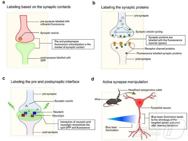 빛을 이용한 시냅스 관찰 및 조절 기법. (기초연 제공)/뉴스1