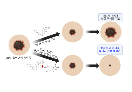 한국과학기술연구원은 흑색종의 표적 항암제로 쓰이는 비라프(BRAF)에 대한 내성 원인을 규명했다. 폴리아민 생합성 억제를 통한 비라프 억제 항암제 내성 극복 개념도. KIST 제공