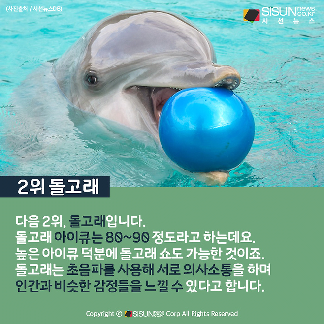 image.png 돌고래보다 아이큐 낮은 신병