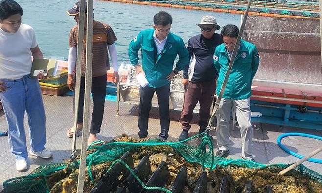 고수온 피해 현장. 전남도 제공