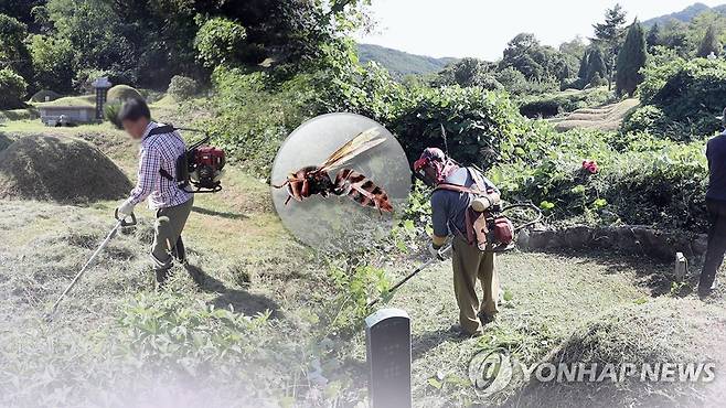 추석 앞두고 벌쏘임 급증(CG) [연합뉴스TV 제공]