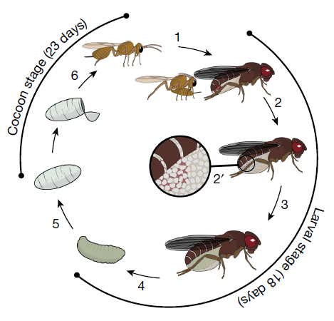 성충 초파리에 알을 낳는 기생벌의 생활사. Moore et al./Nature 제공