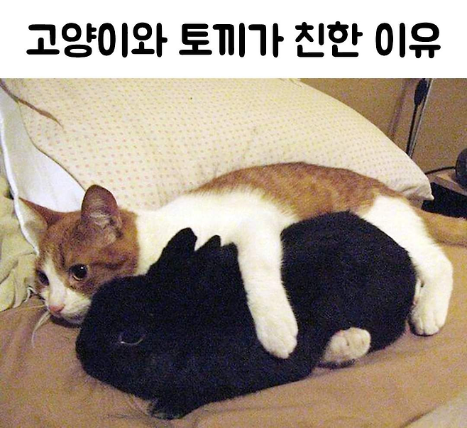 image.png 고양이와 토끼가 친한 이유