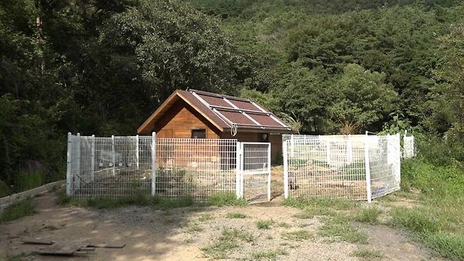 약 1917㎡(580평) 면적의 새벽이 생추어리는 돼지 ‘새벽이’와 ‘잔디’가 나눠쓰는 나무 집과 각자 따로 이용하는 앞 마당으로 구분돼 있었다. 한겨레 뉴스룸 유튜브 갈무리