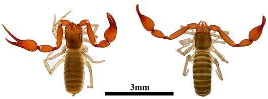 태백긴팔전갈붙이. 집게가 긴 특징을 반영해 우리나라 농구 선수 중 양팔 끝 길이가 가장 긴 문태영 선수의 이름을 학명에 반영했다. 왼쪽 암컷, 오른쪽 수컷. 국립생물자원관 제공