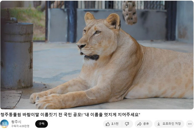 ‘갈비사자’ 바람이 딸 이름짓기 공모. 청주시 유튜브 영상 캡처