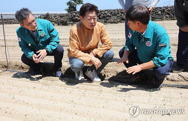 오영훈 제주지사 가뭄 피해 당근 재배지 방문 (제주=연합뉴스) 김호천 기자 = 폭염과 가뭄으로 제주에서 농작물 피해가 발생하는 가운데 오영훈(가운데) 도지사가 12일 오전 제주시 구좌읍 행원리의 한 당근 재배지를 찾아 윤재춘 농협 제주본부장 등과 이야기를 나누고 있다. 2024.8.12 khc@yna.co.kr