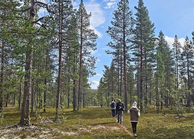 핀란드 이발로의 소나무 숲. 침엽수 아래 초원에 베리와 버섯이 가득하다. 순록은 물론이고 사람도 먹을 수 있다. 숲을 거닐다 보면 야생 순록과 맞닥뜨리기도 한다. 손민호 기자