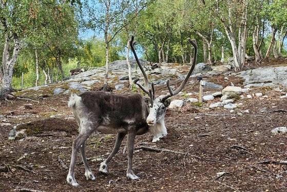 순록. 사미족은 아직도 순록을 키운다. 사미족은 순록으로부터 고기는 물론이고 가죽과 뿔도 얻는다. 우리네 소처럼 하나도 버릴 게 없다. 손민호 기자