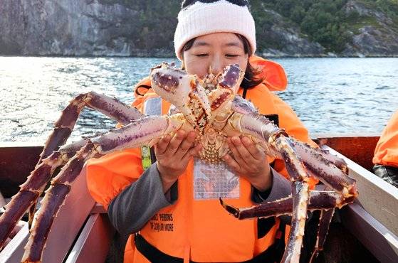 노르웨이 시르케네스에서는 킹크랩 사파리 체험을 할 수 있다. 보트를 타고 바다로 나가 킹크랩을 잡아오면 바로 쪄서 먹는다. 한국에서 먹었던 킹크랩보다 훨씬 크다. 손민호 기자