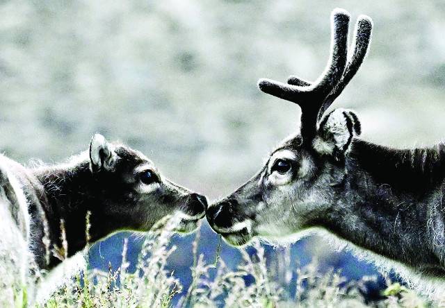 어미와 새끼 순록이 지난달 5일 노르웨이 스발바르제도에 자리한 롱위에아르뷔엔의 한 들판에서 얼굴을 맞대고 있다. 스발바르 순록은 주민들의 노력으로 꾸준히 개체수를 늘리고 있지만 캐나다 러시아 등에서는 멸종 위기를 겪고 있다.