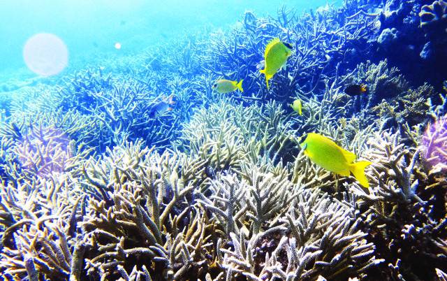 물고기들이 백화현상으로 죽어가는 산호 사이를 떠돌고 있다. 지난 7월 22일 들여다본 호주 북동부 퀸즐랜드주 해안의 그레이트 배리어 리프는 거대한 '산호의 무덤' 같았다.