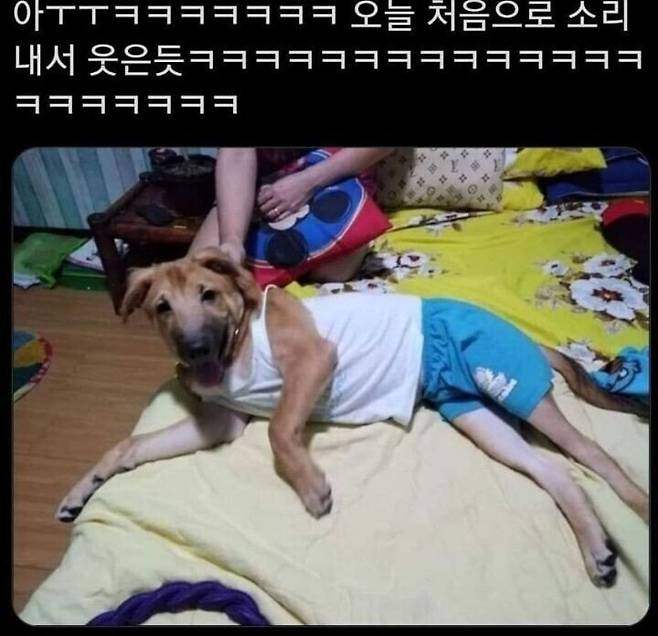 1.jpg 아빠가 우리집 개한테 내 옷 입힘..