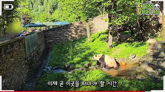 강철원 할부지와 아이컨택하는 푸바오