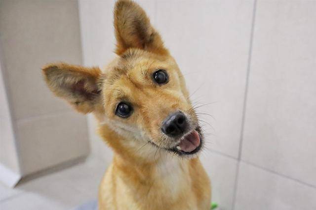 휘영이는 고개가 조금 돌아가는 후유증이 남았지만 일상 생활에는 지장이 없다. 동물자유연대 제공