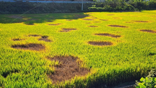 충남 서천군 한산면 동산리에 있는 논. 벼멸구 발생으로 군데군데 ‘호퍼번(hopper burn)’ 피해가 생겼다.