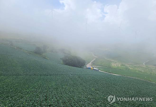 태백 매봉산 고랭지 배추밭 [연합뉴스 자료사진]