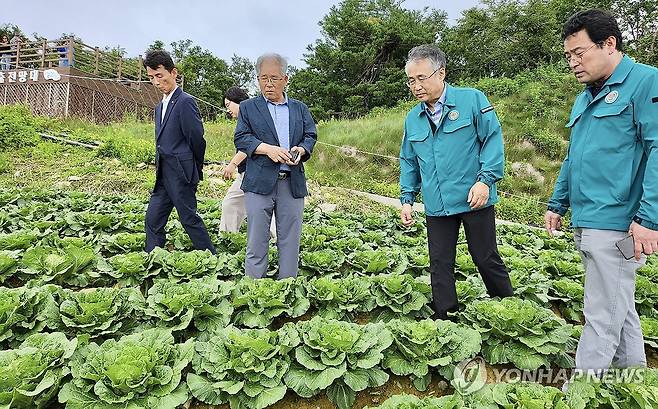 고랭지 배추 상황 점검하는 강원도농업기술원 [연합뉴스 자료사진]