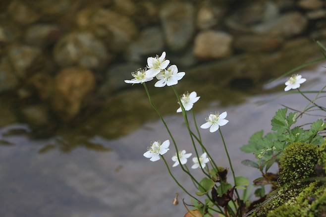 물매화. 정선 덕산기계곡.