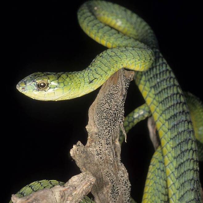 아프리카의 대표적인 맹독사인 붐슬랭./Reptile Gardens, Rapid City, South Dakota