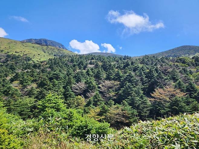 한라산 구상나무 숲. 제주도 제공