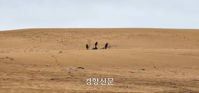 지난달 29일 엘승타사르해의 사막화지역에서 말똥가리 3마리가 앙상한 가지만 남은 나무 위에 앉아있다. 울란바토르 | 김기범 기자