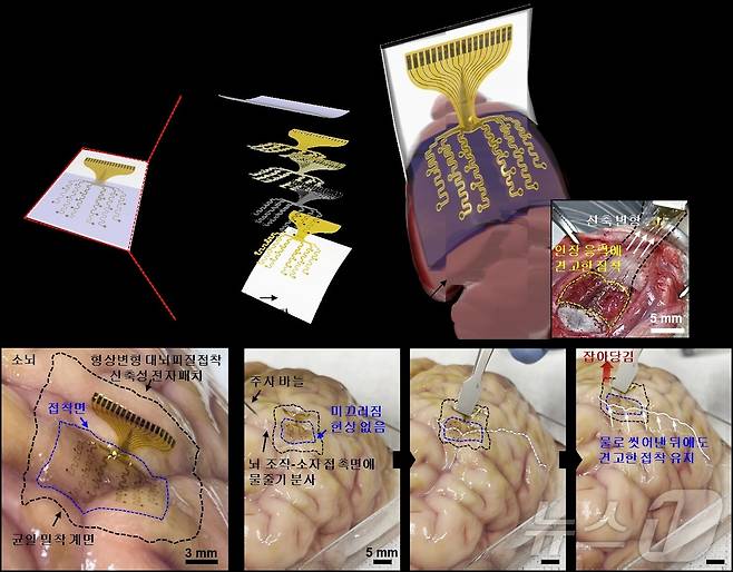 형상변형 대뇌피질접착 신축성 전자패치 개요 및 견고한 뇌 부착력. (기초연 제공)/뉴스1