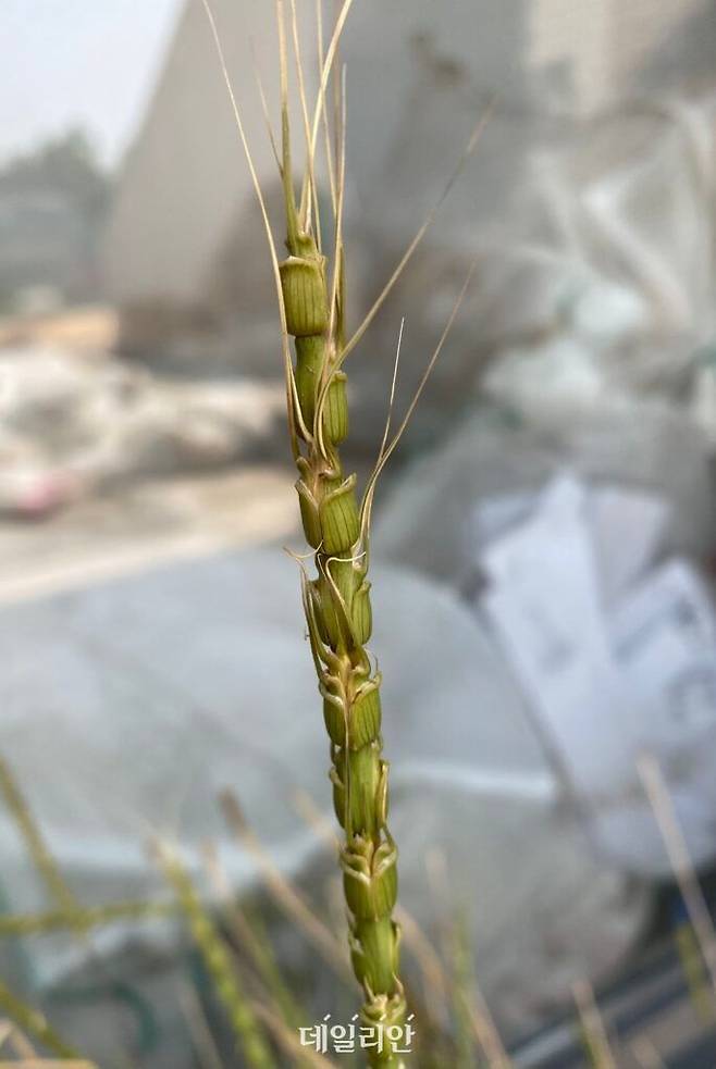 염소풀(Aegilops tauschii). ⓒ농촌진흥청